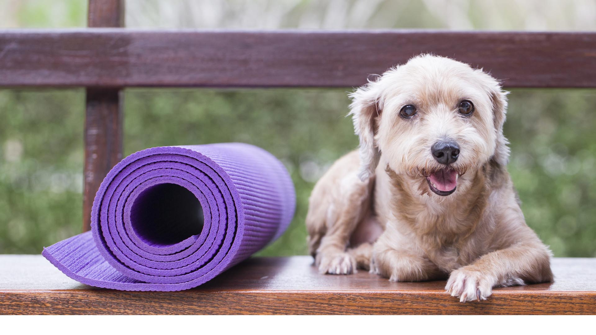 ¿Sabías que puedes hacer yoga con tu perro?